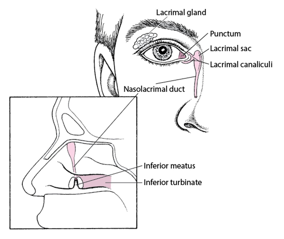 Anatomía del sistema lagrimal