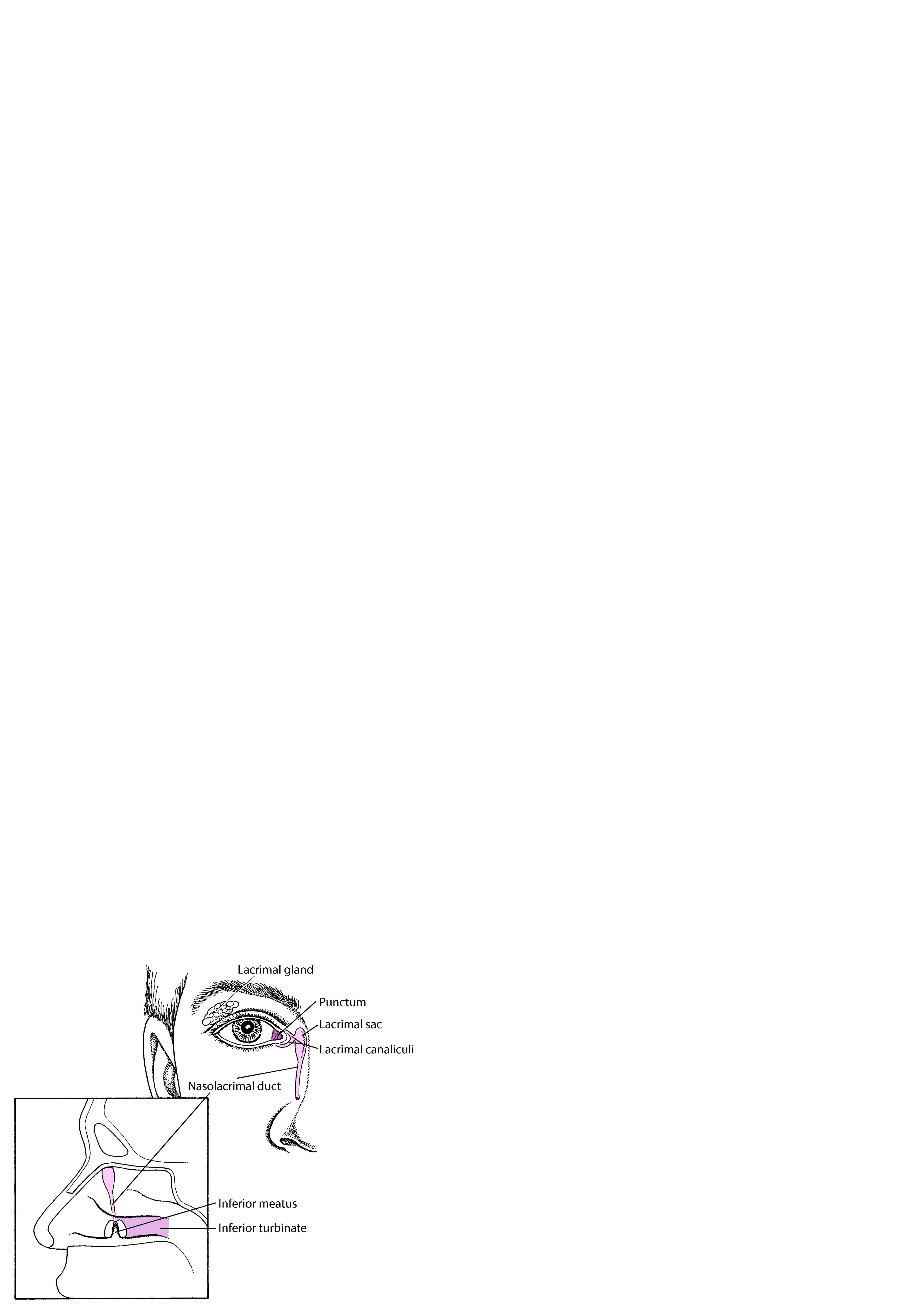 Anatomía del sistema lagrimal