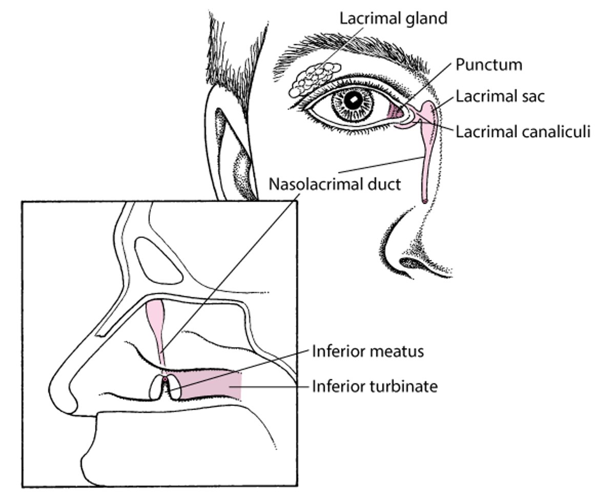 Anatomie du système lacrymal