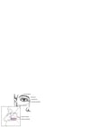 Anatomia do sistema lacrimal
