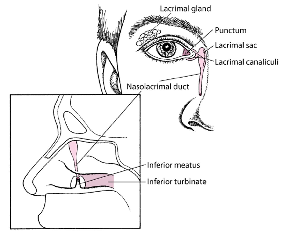 Giải phẫu hệ tuyến lệ