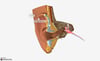 Anatomy of the External Ear