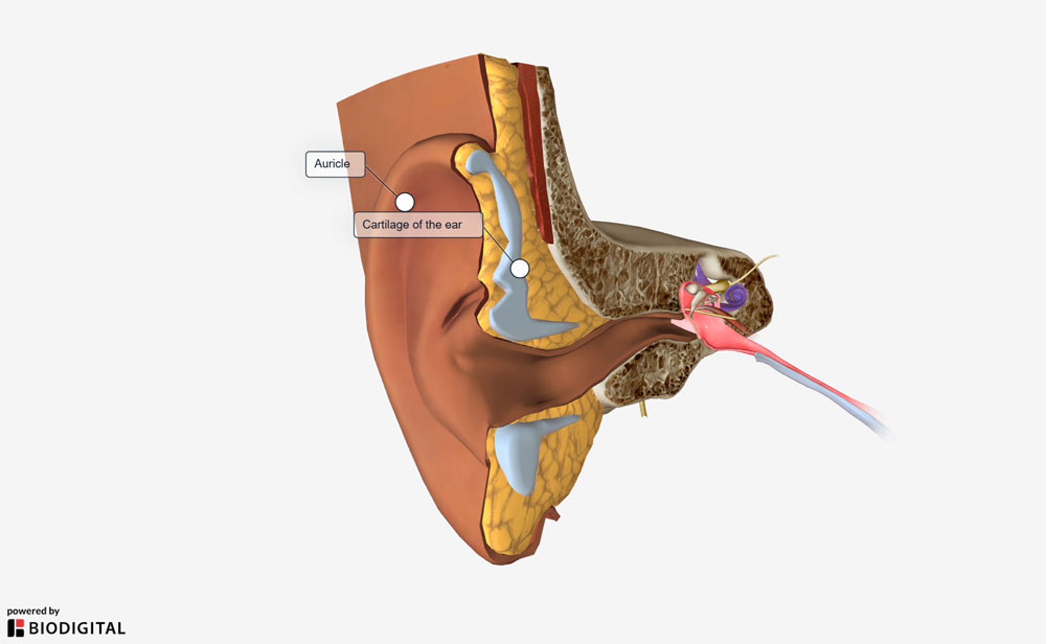Anatomie de l'oreille externe