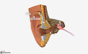 Coupe coronale de l'oreille
