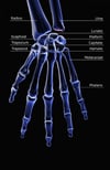 Bones of the Hand
