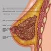 Anatomía de la mama (vista lateral)