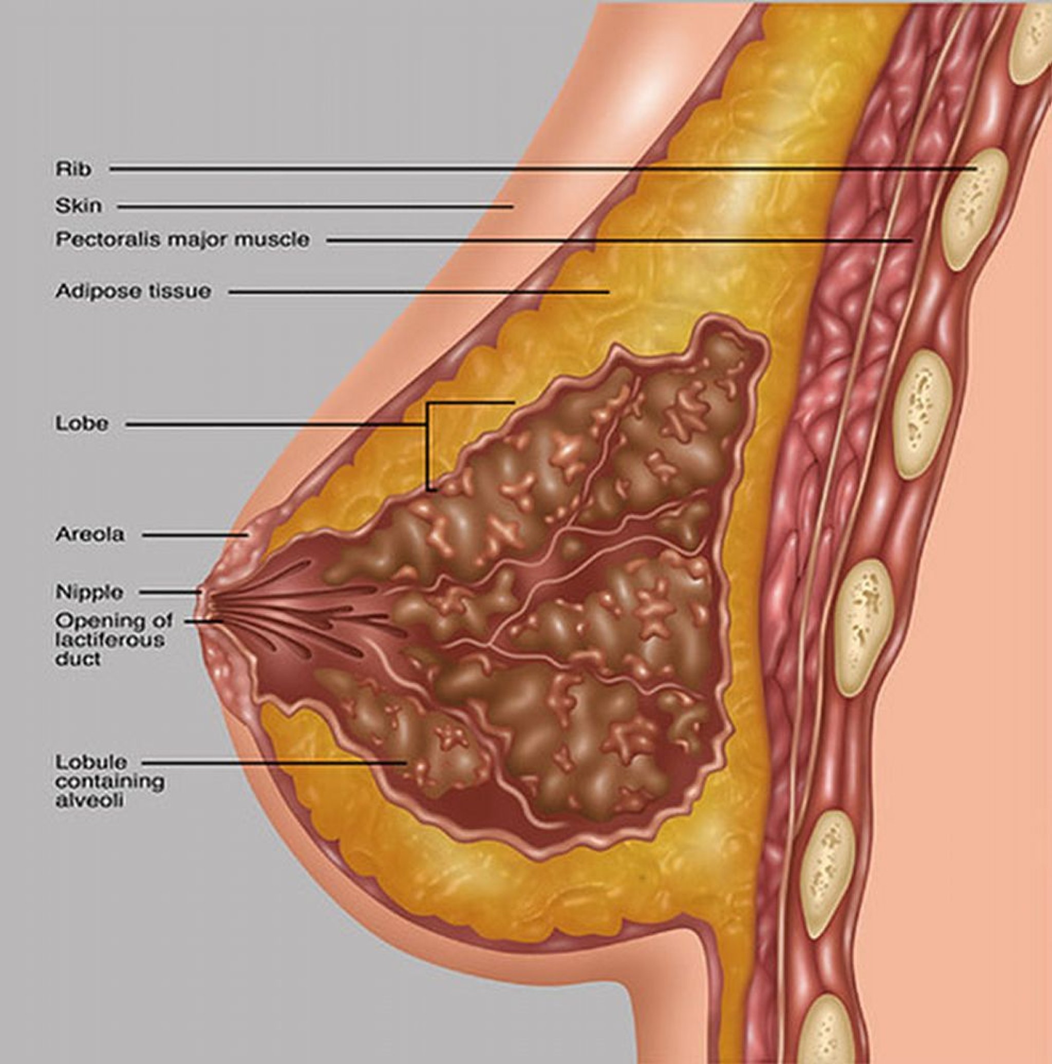 Anatomie du sein (vue de profil)