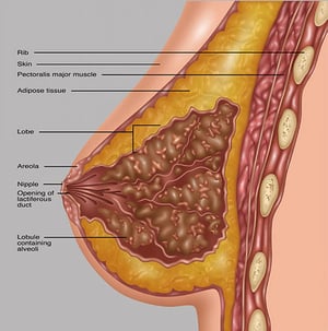 Giải phẫu của vú (nhìn từ phía bên)