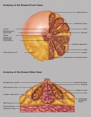 Anatomia del seno (vista anteriore e laterale)