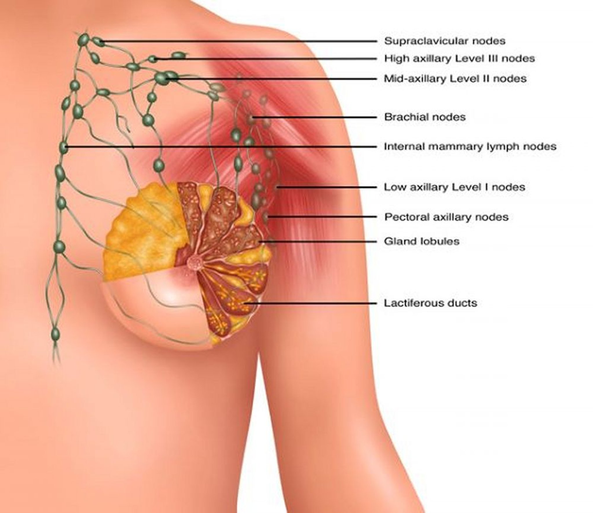 Breast Lymph Nodes