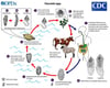 Cycle de vie de Fasciola hepatica