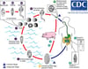 Fasciolopsis buski Life Cycle