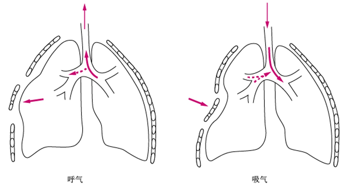 连枷胸