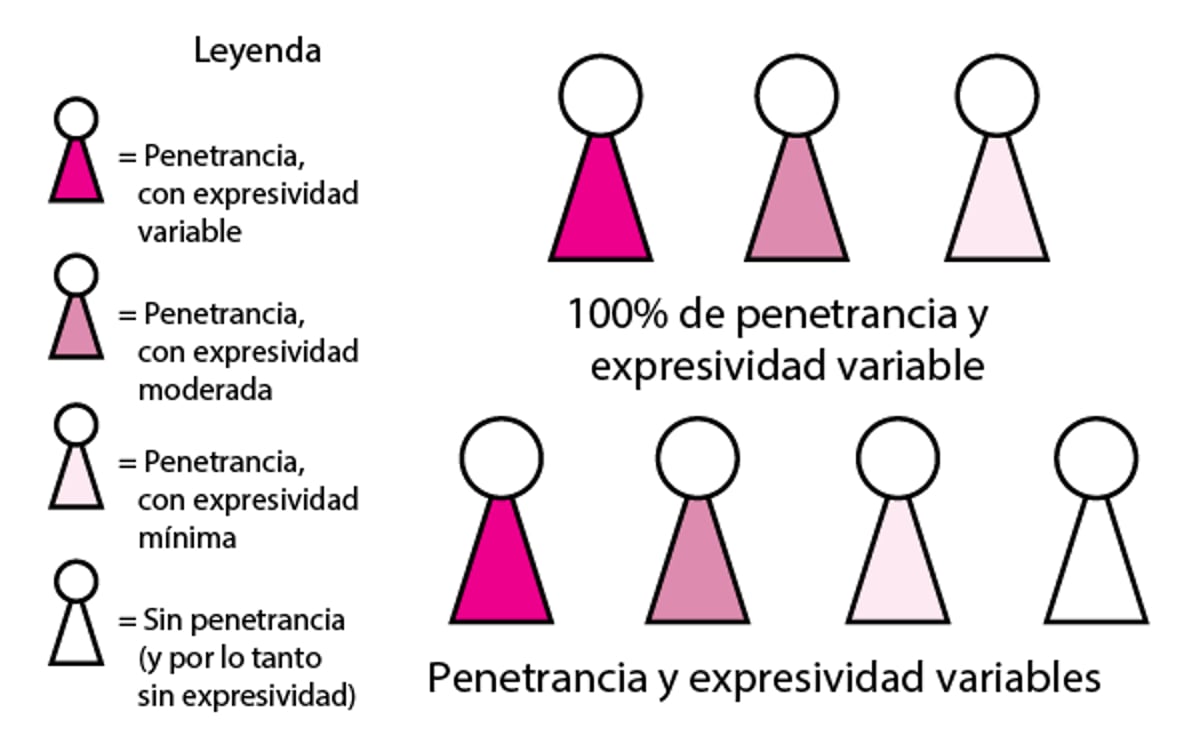 Penetrancia y expresividad