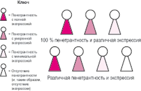 Пенетрантность и экспрессивность