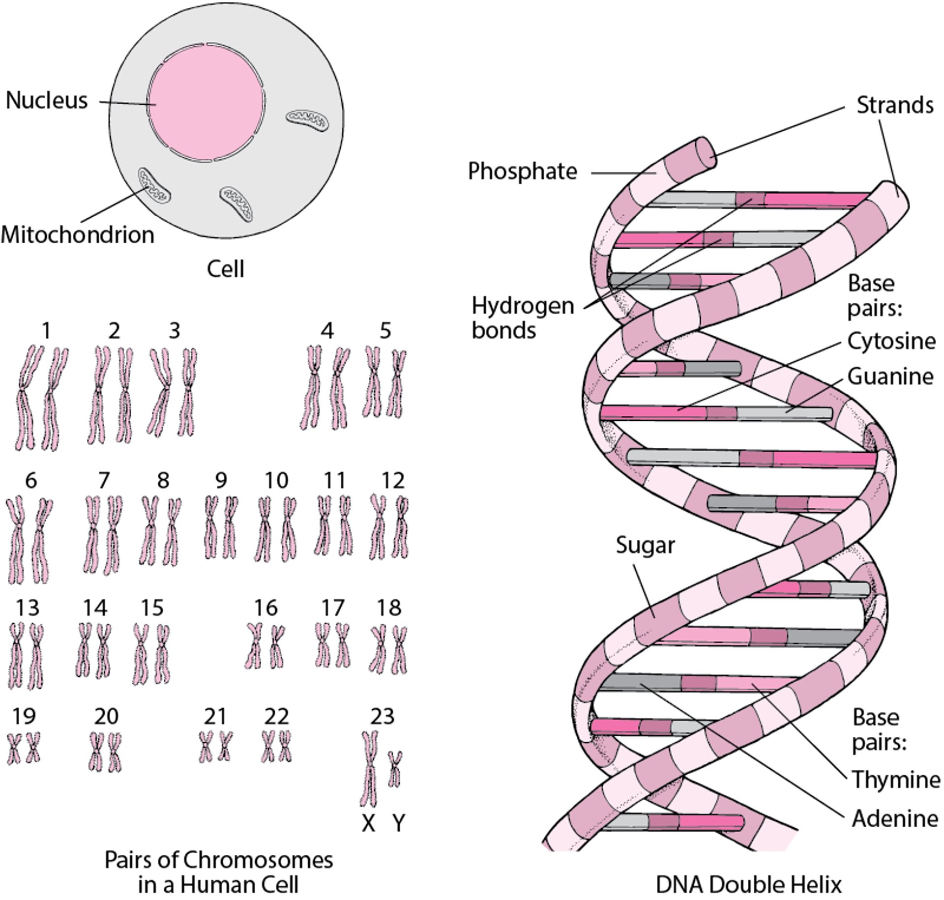 Structure of DNA