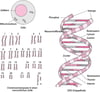 Struktur der DNA