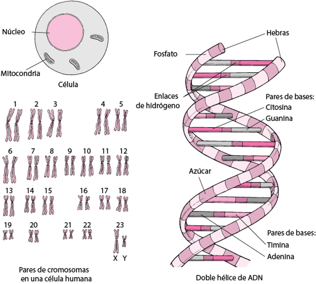 Estructura del DNA