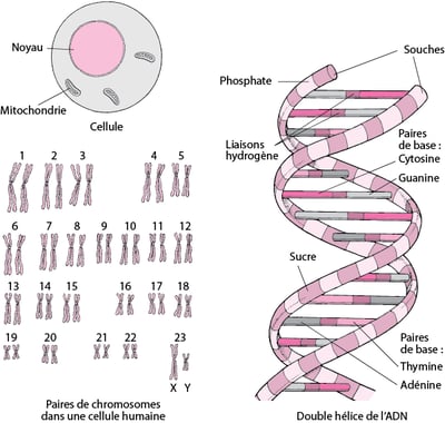 Structure de l’ADN