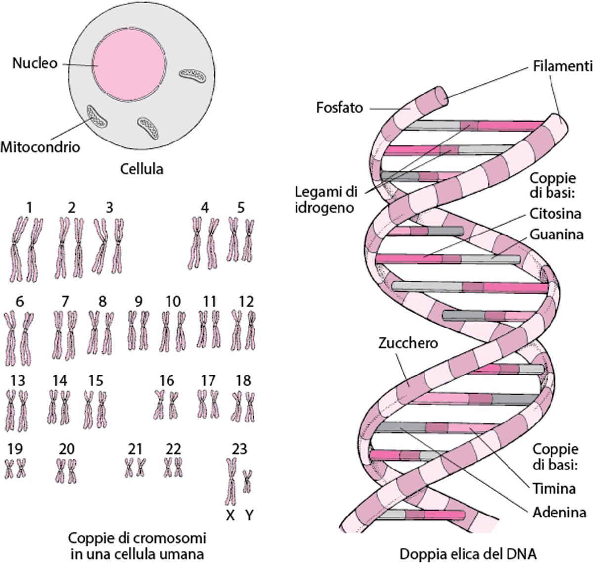 Struttura del DNA