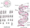 Cấu trúc DNA