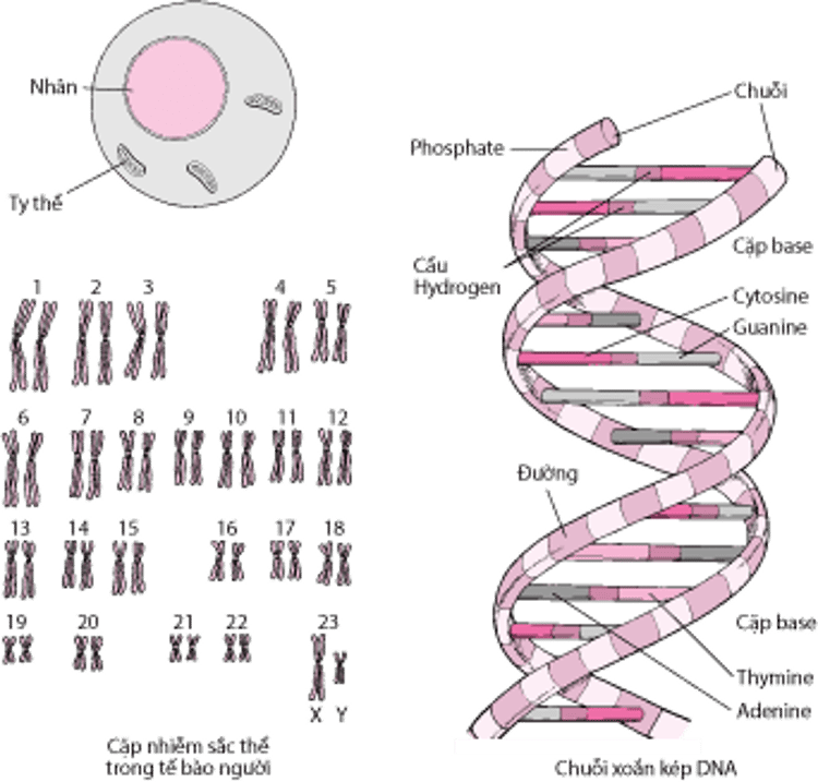 Cấu trúc DNA