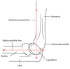 Anterior Humeral Line and Radiocapitellar Line