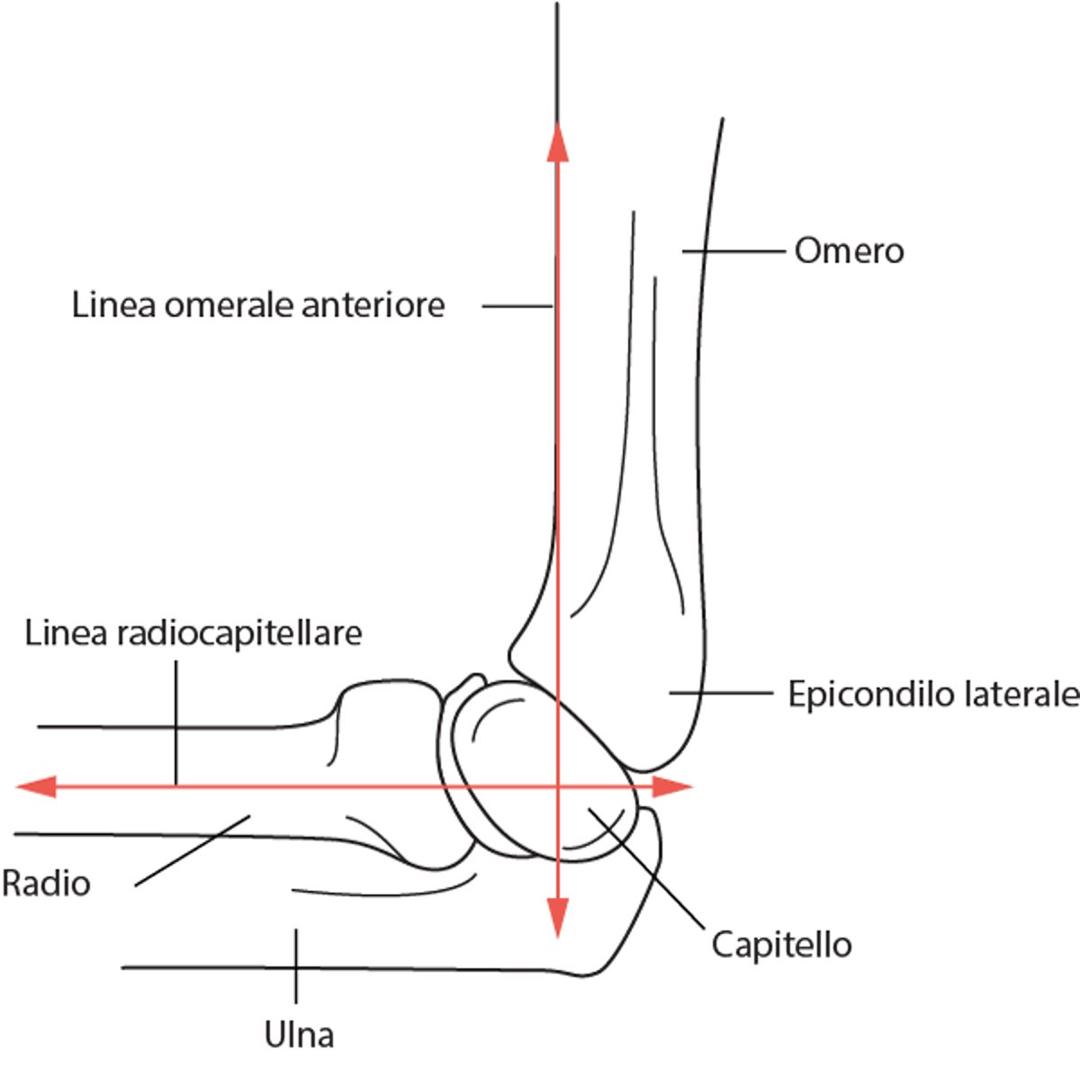 Linea omerale anteriore e linea radiocapitellare