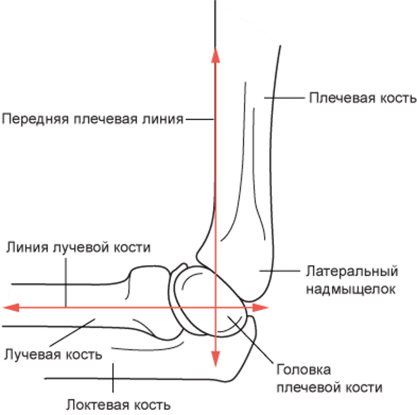 Передняя плечевая и радиокапителлярная линии