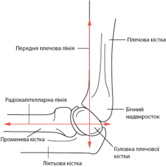 Передня плечова лінія та радіокапітелярна лінія