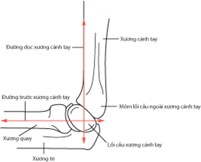 Đường thành trước xương cánh tay và đường quay chỏm con