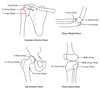 Epiphyseal Disks (Growth Plates)