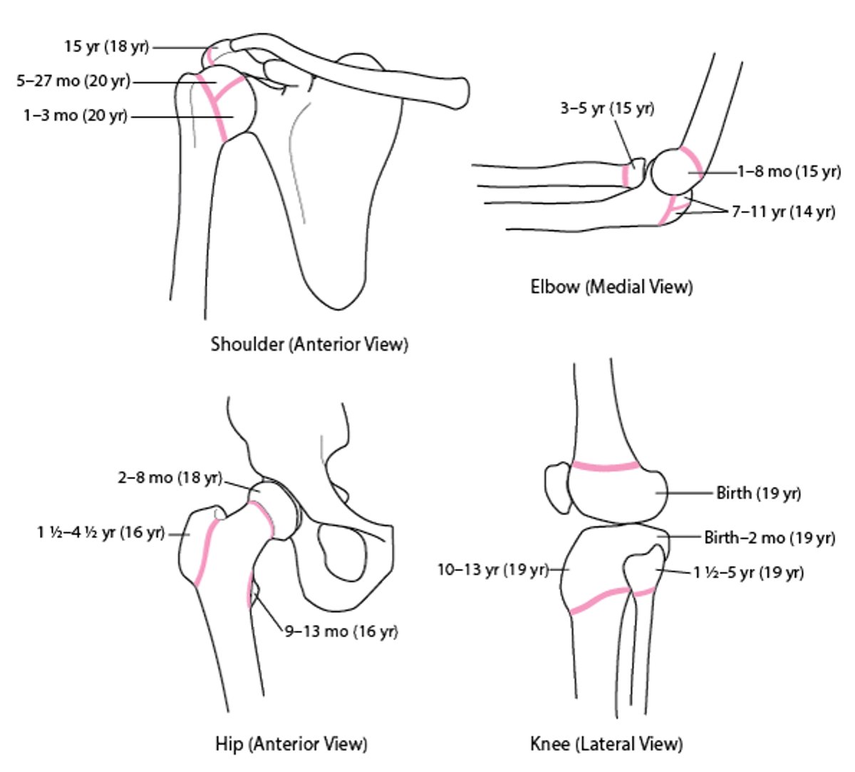 Epiphyseal Disks (Growth Plates)