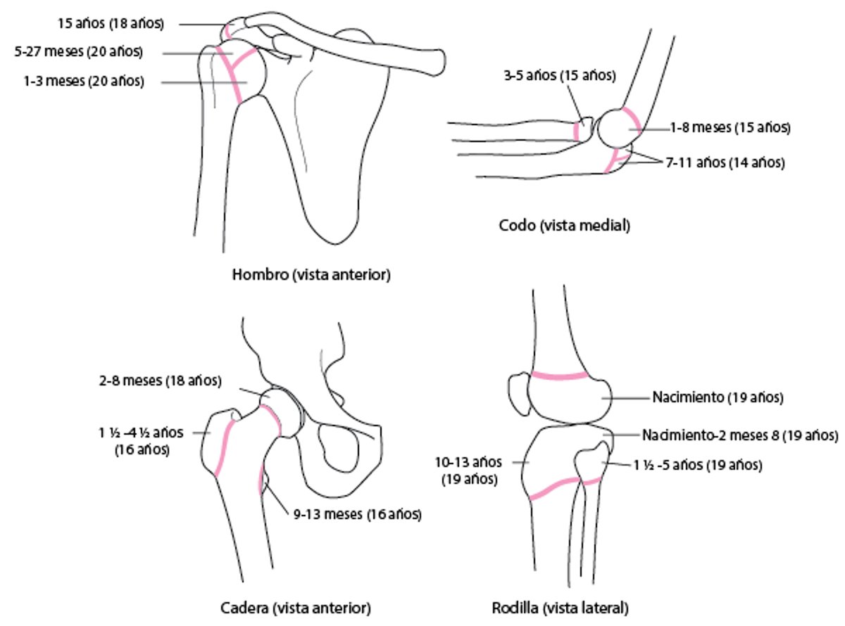 Discos epifisiales (placas de crecimiento)