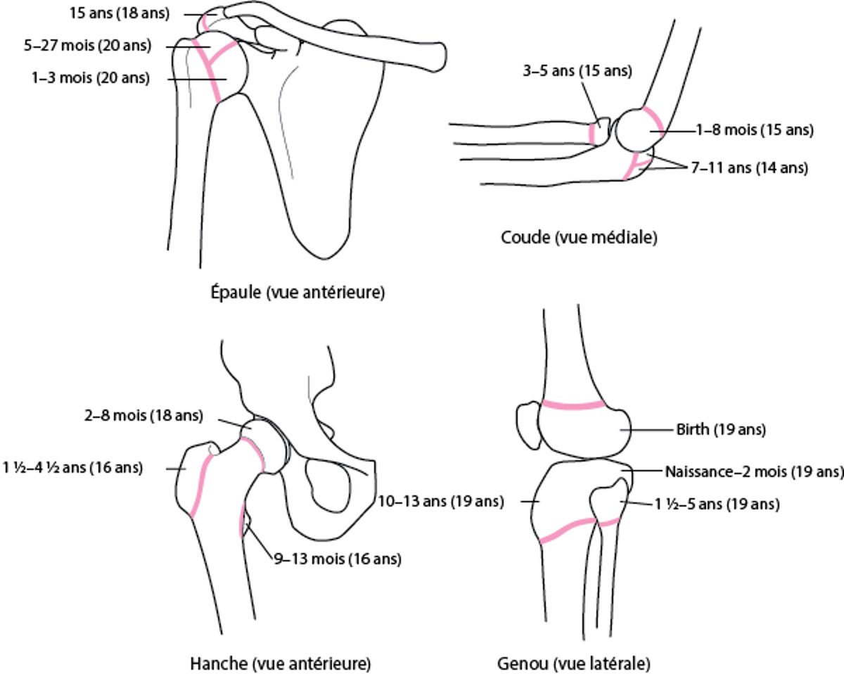 Disques ou plaques épiphysaires (cartilage de croissance)