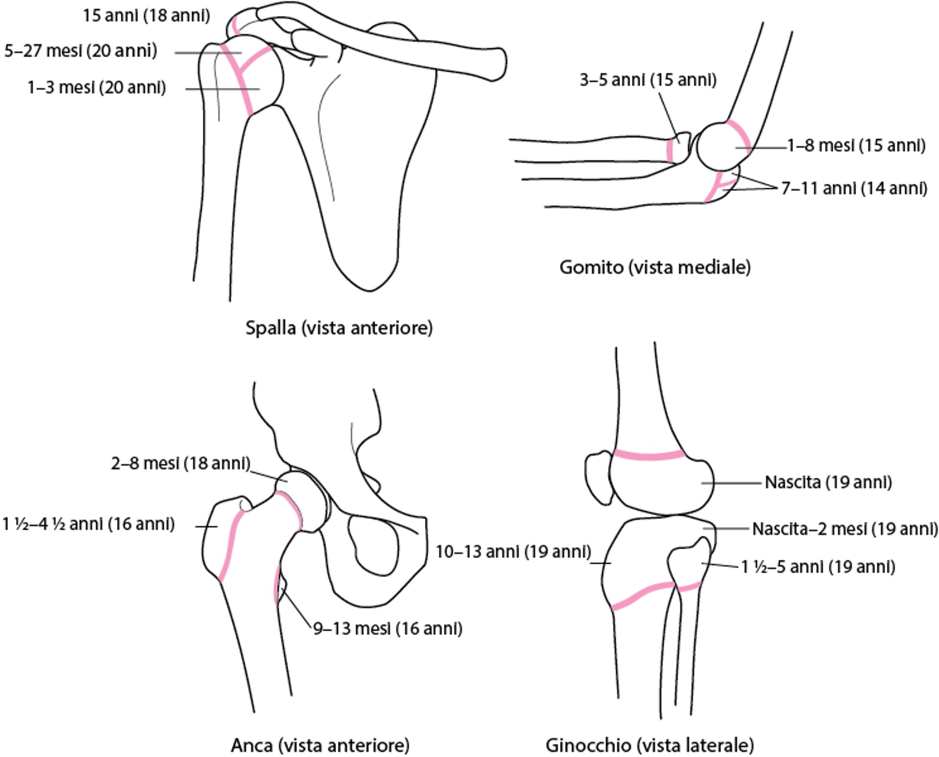 GOBBI - STIMOLANTE 66F - FITOREGOLATORI STIMOLANTI (NAA 0,01