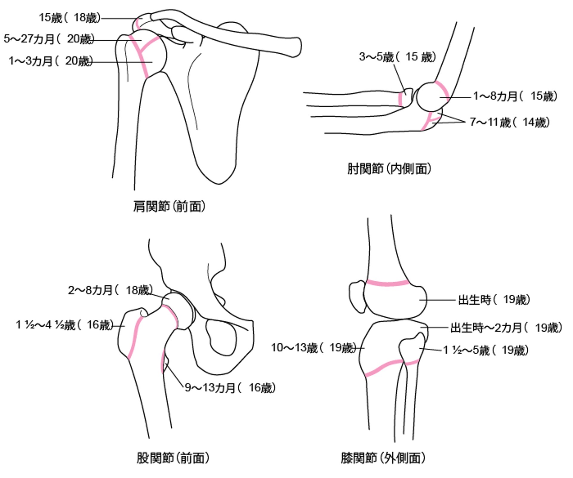 骨端軟骨板（成長板）