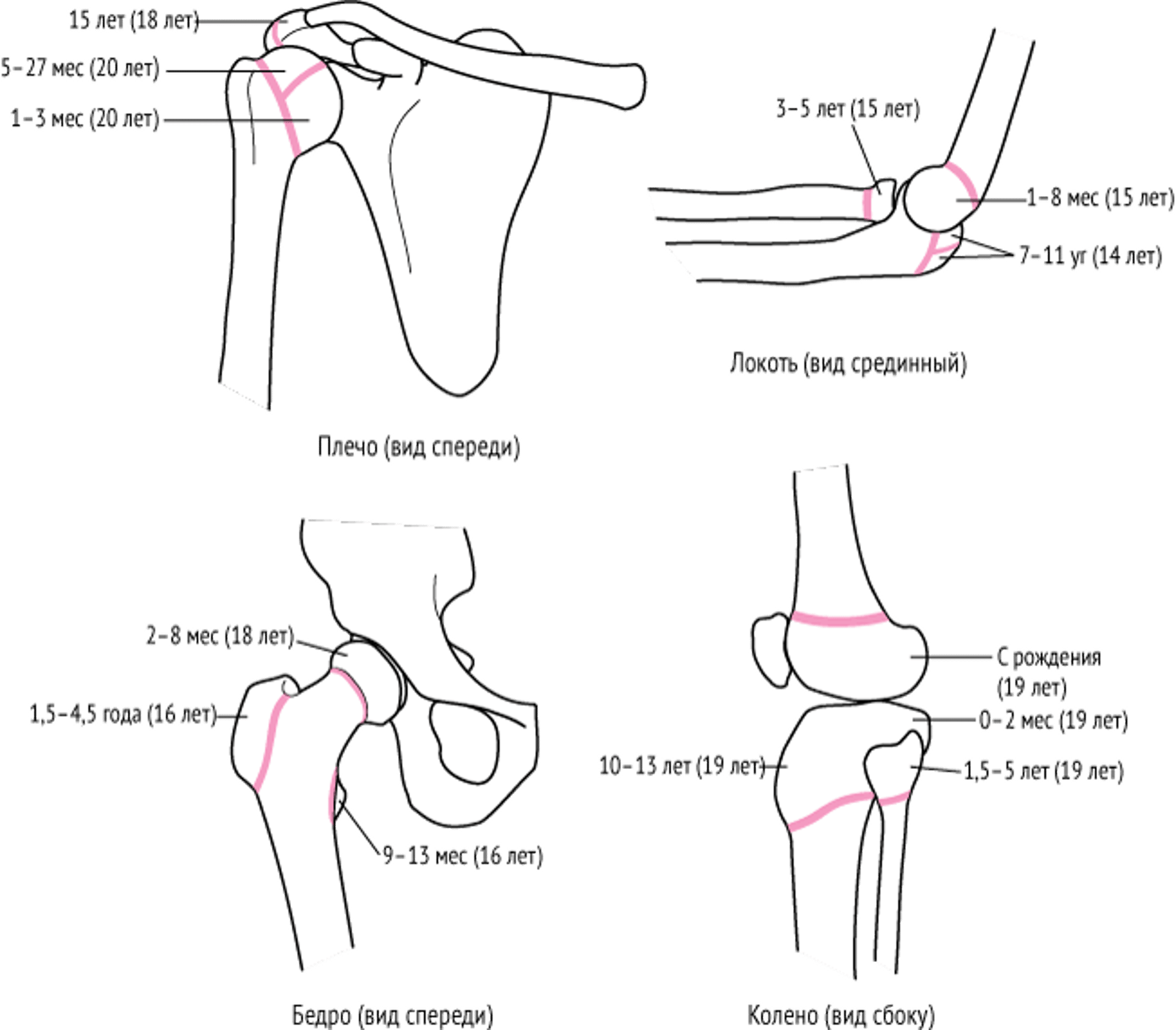 Эпифизарные пластины (пластины роста)