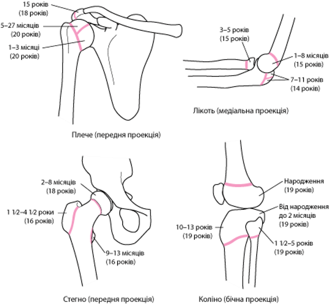 Епіфізарні пластинки (пластинки росту)