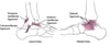 Ligaments of the Ankle