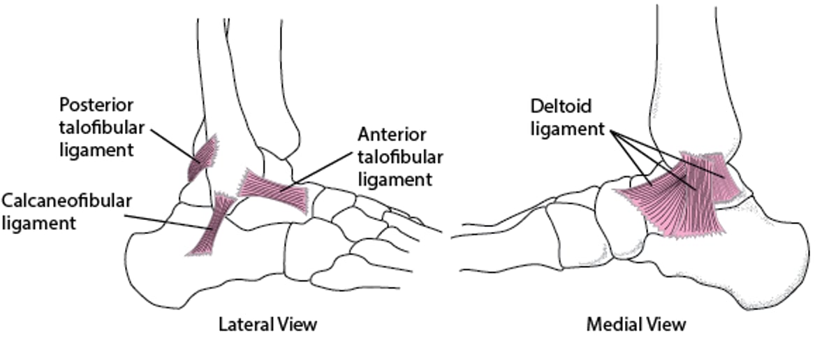 Ligaments of the Ankle