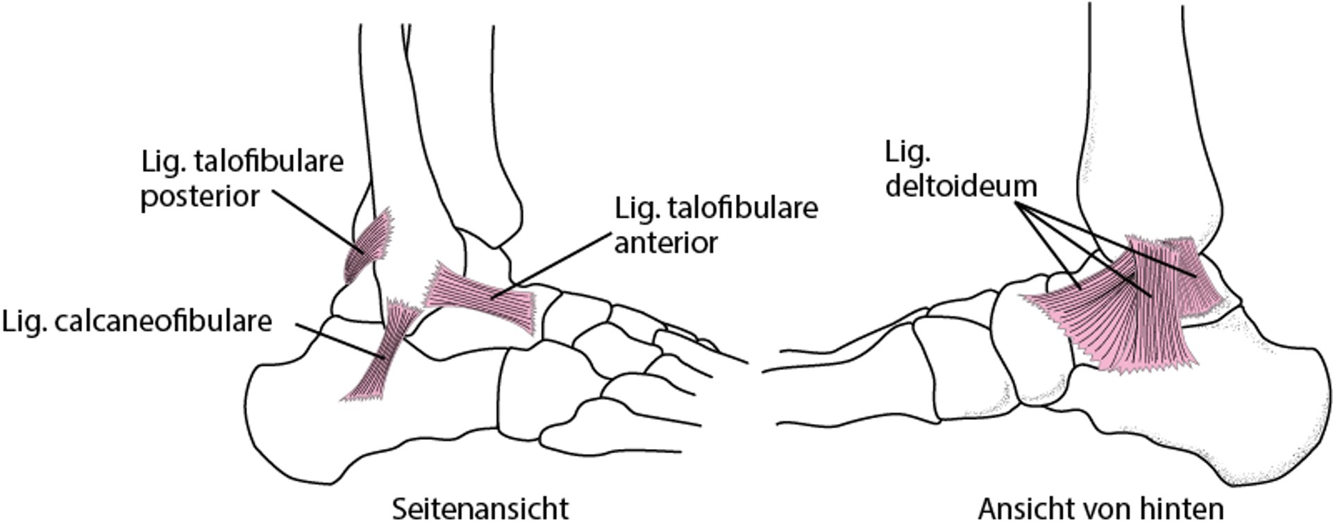 Bänder des Sprunggelenks