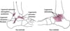 Ligaments de la cheville