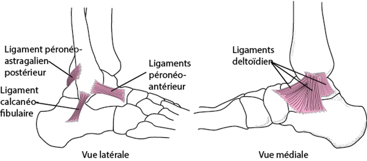 Ligaments de la cheville