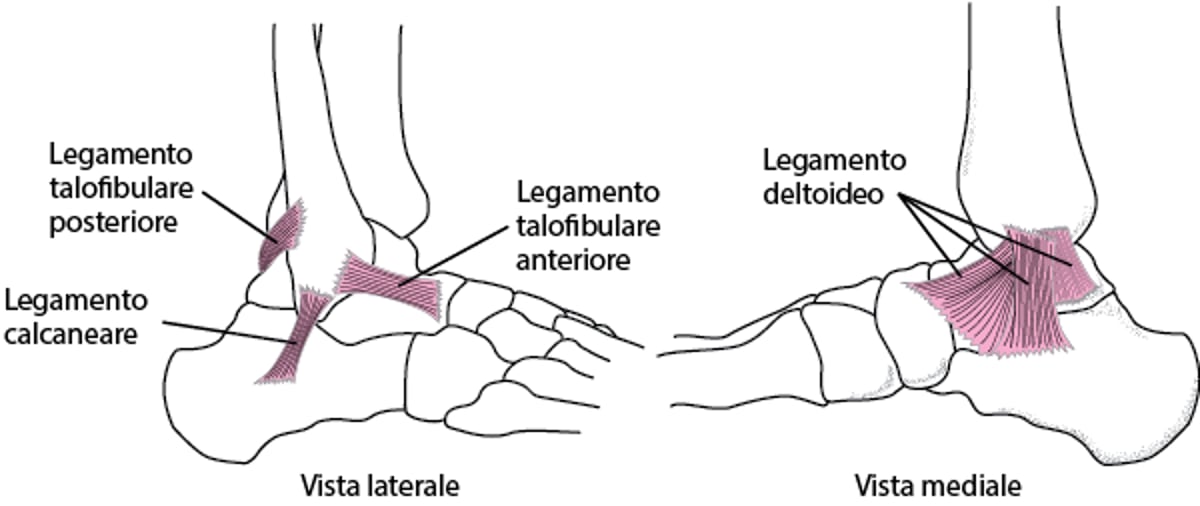 Legamenti della caviglia