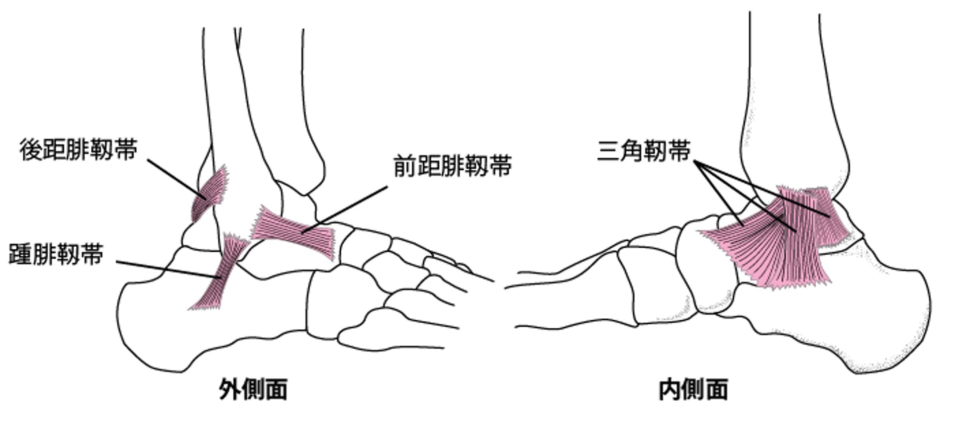 足関節の靱帯