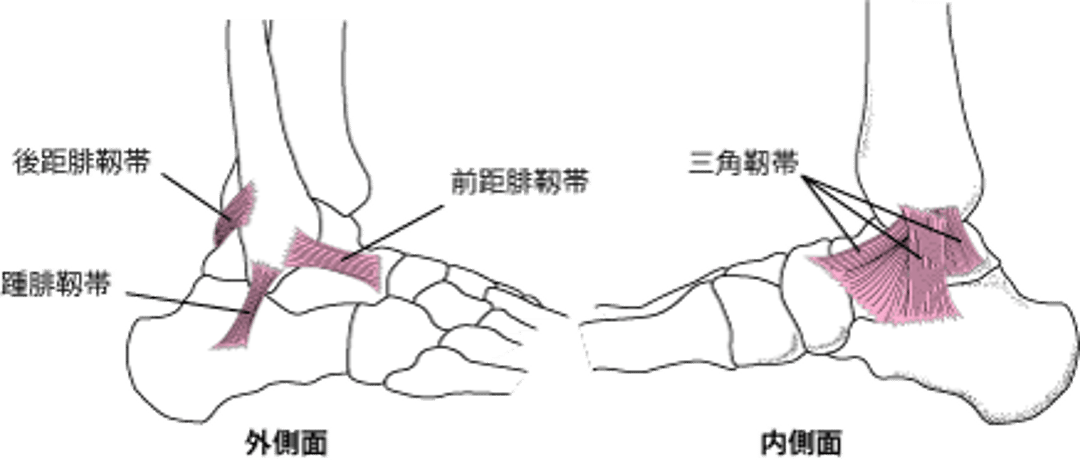 足関節の靱帯