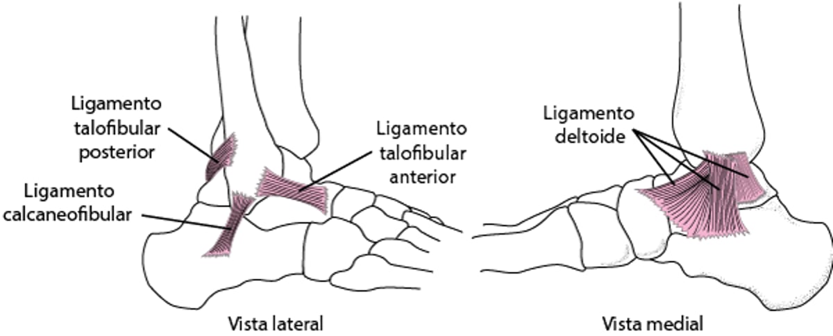 Ligamentos do tornozelo