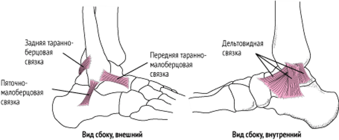 Связки голеностопного сустава