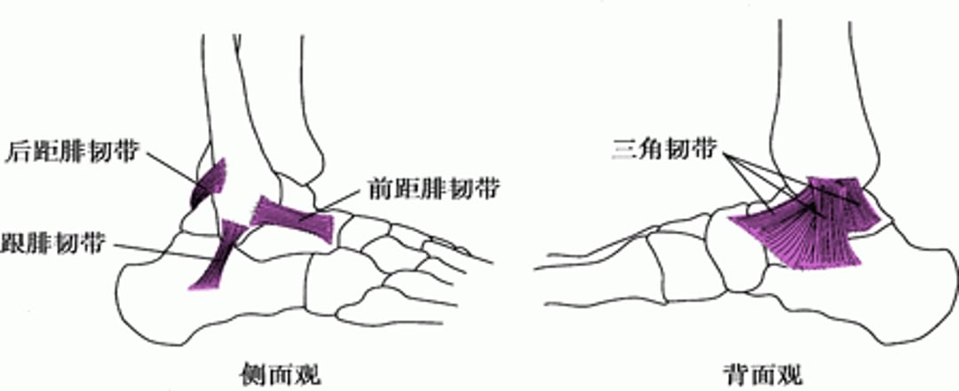 踝部韧带